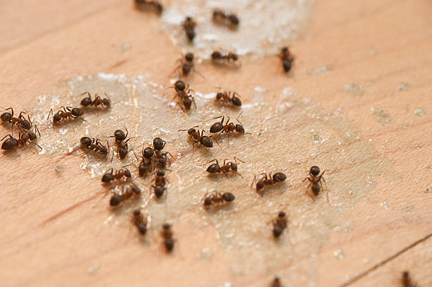 Best Termite Control Services  in Cameron, TX