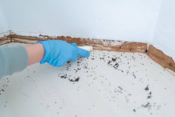 Flea Control Services in Cameron, TX